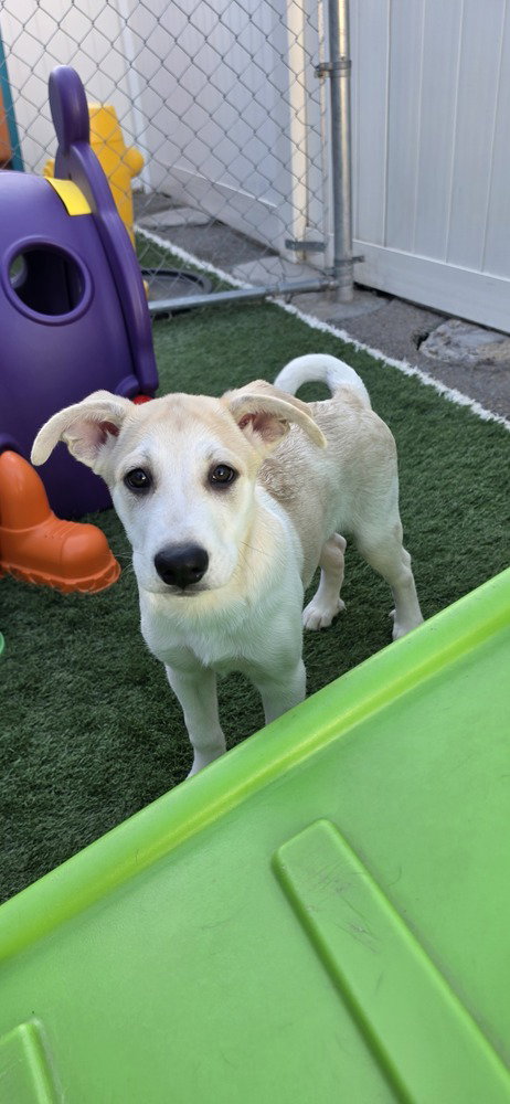 Desrochers / Arthur, a dog for adoption from Mile High Labrador Retriever Mission