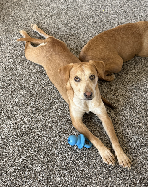 Coltonobre / Callie photo 1