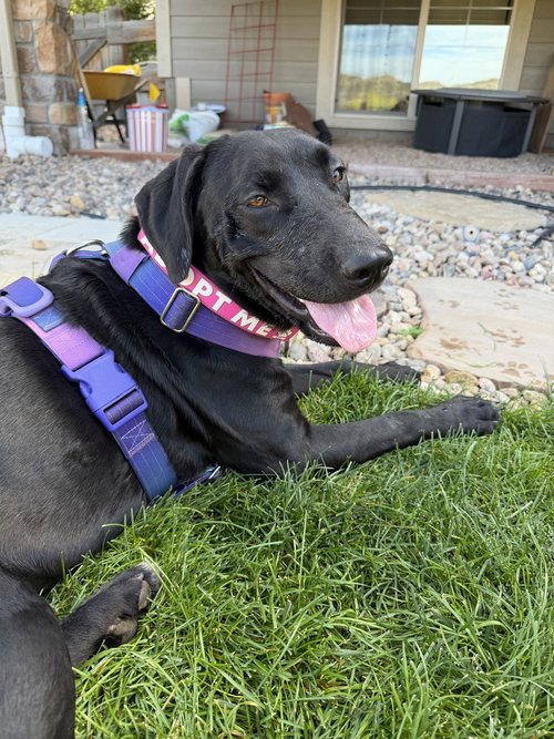 DiSalvatore / Forest, a dog for adoption from Mile High Labrador Retriever Mission