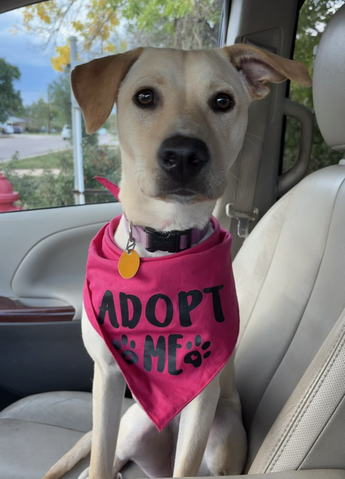 Dixondree / Pancha, a dog for adoption from Mile High Labrador Retriever Mission