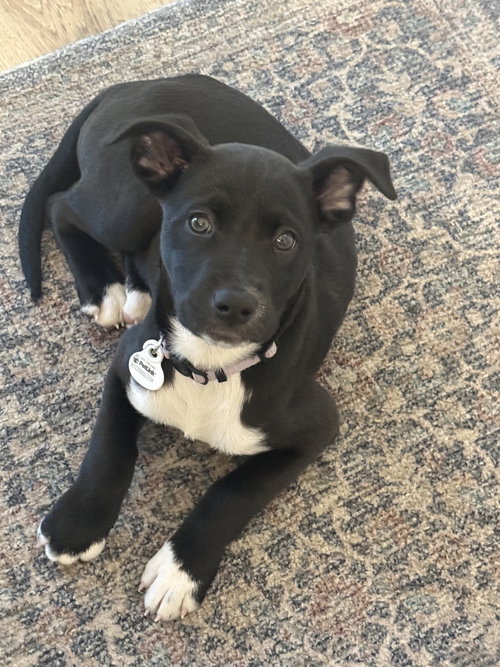 Dickier / Ink, a dog for adoption from Mile High Labrador Retriever Mission