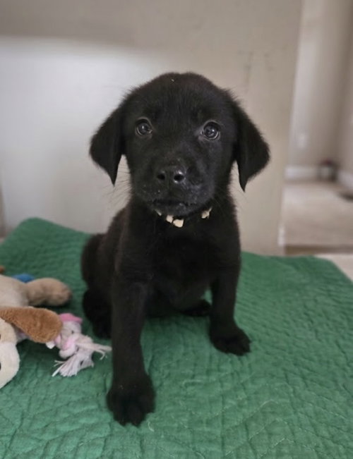 DeWitt / Tinker Belle, a dog for adoption from Mile High Labrador Retriever Mission