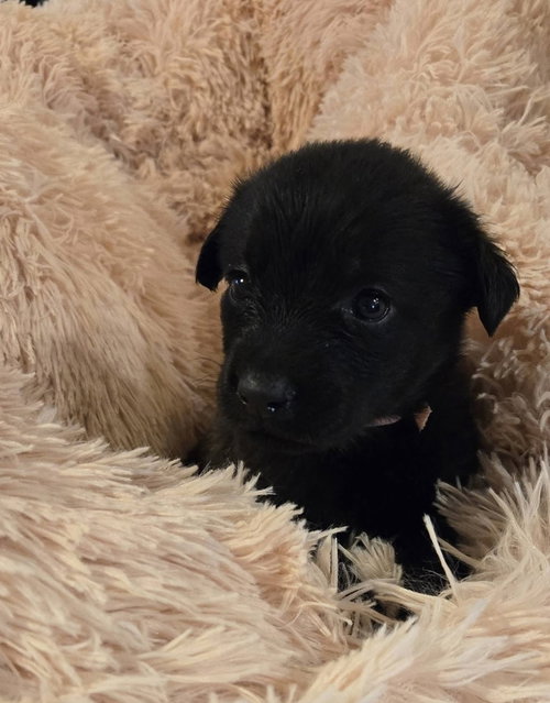 Photo 2 of DeWitt / Tinker Belle