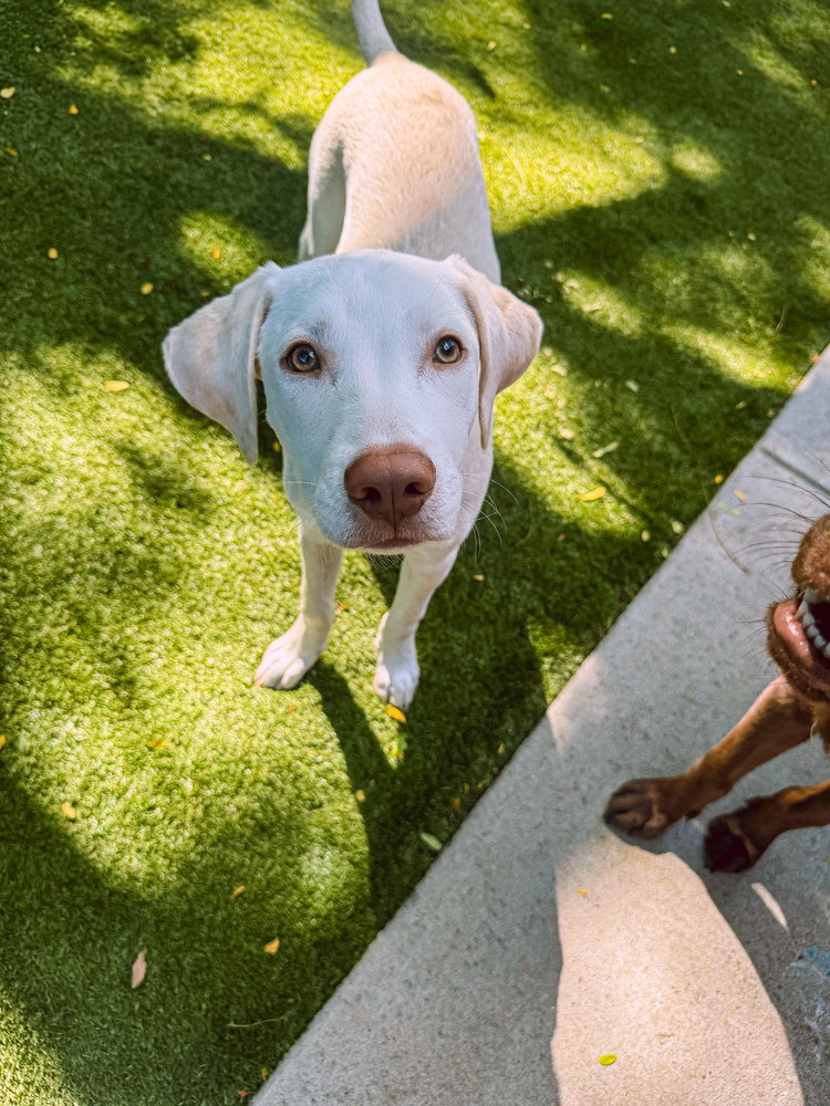 Donovanres / Murphy, Labrador Retriever