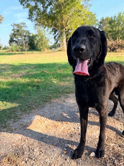 Doreya / Theo, a dog for adoption from Mile High Labrador Retriever Mission