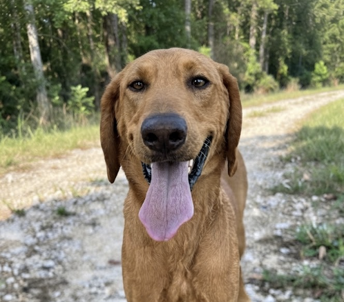 Doraty / Travis, a dog for adoption from Mile High Labrador Retriever Mission