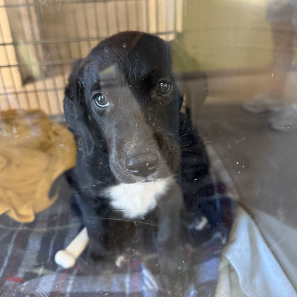 Dores / Sherlock, Labrador Retriever