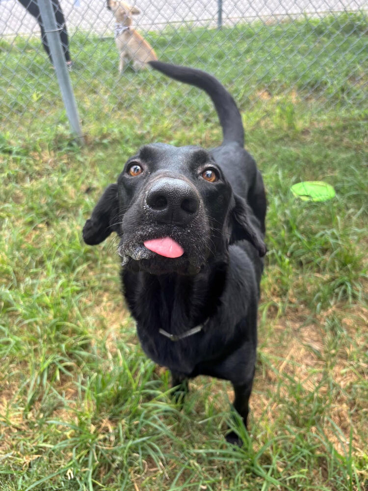 Dorion / Addams, Labrador Retriever