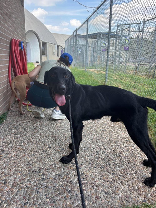 Dorion / Addams, a dog for adoption from Mile High Labrador Retriever Mission