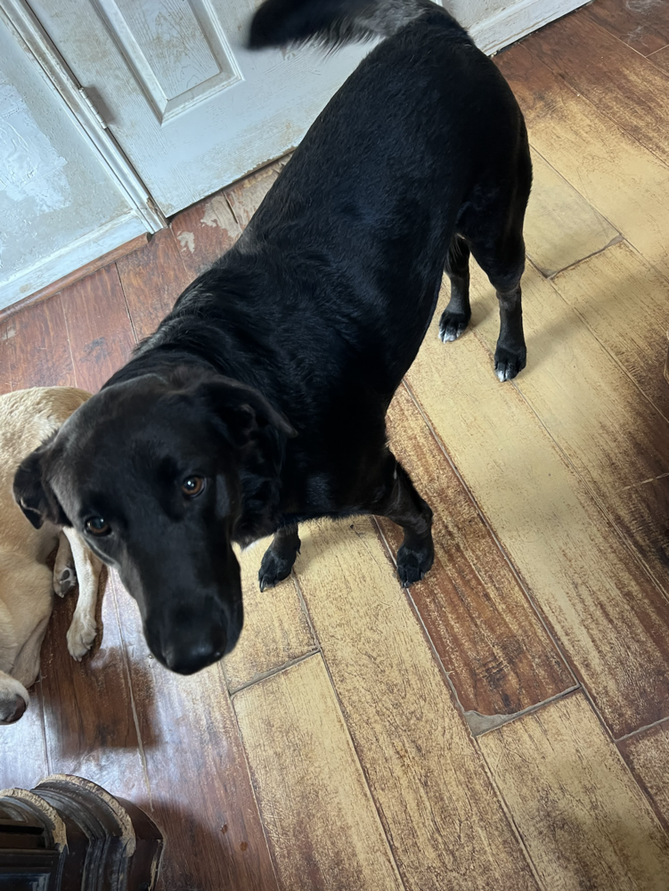 Doric / Kay, Labrador Retriever