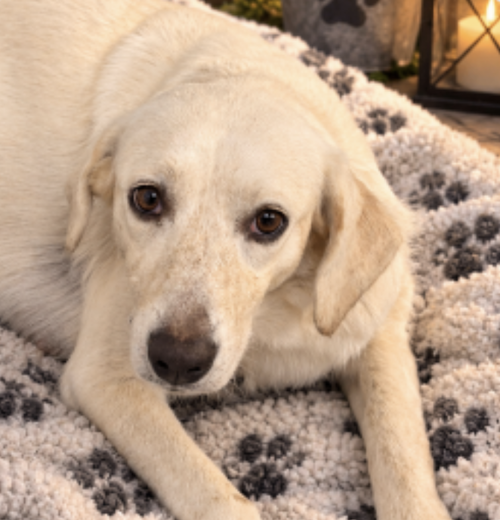 Dornhoefer / Ruby, a dog for adoption from Mile High Labrador Retriever Mission