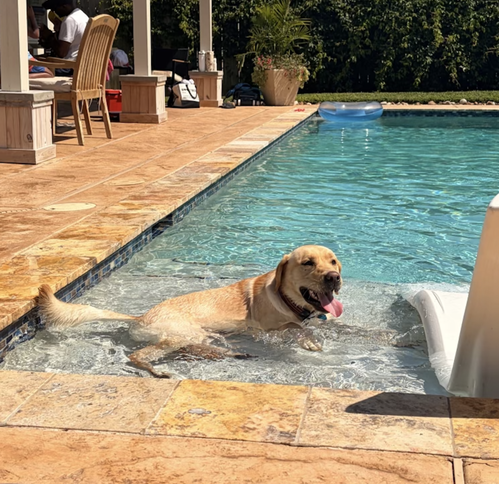 Doucetser / Theodore, a dog for adoption from Mile High Labrador Retriever Mission