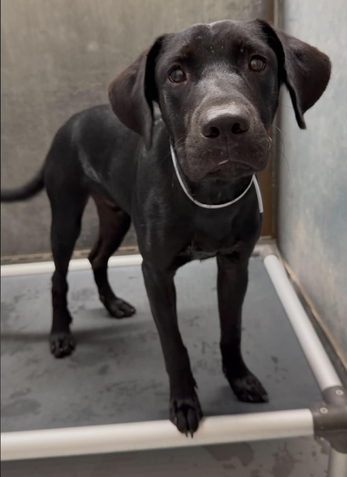 Dorseyew / Brock, a dog for adoption from Mile High Labrador Retriever Mission
