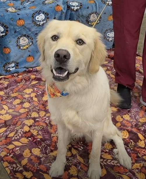 Dostie / Kellogg, a dog for adoption from Mile High Labrador Retriever Mission