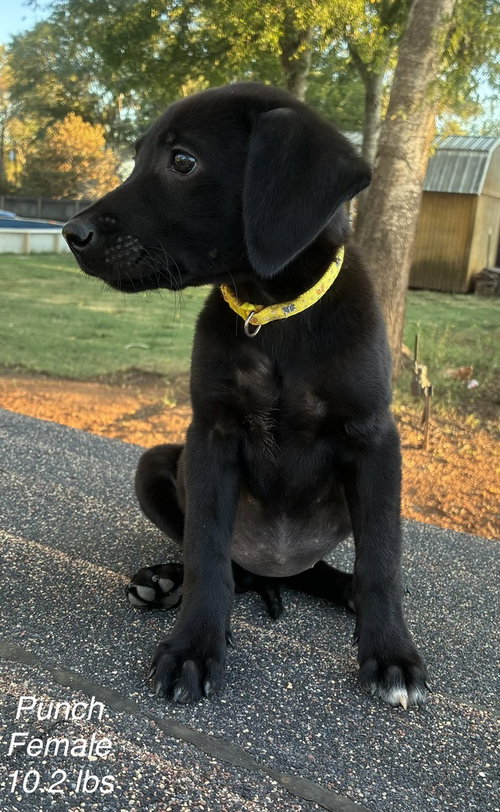 Douglas / Punch, a dog for adoption from Mile High Labrador Retriever Mission