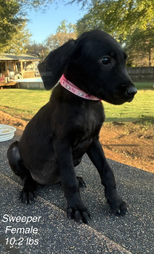 Doull / Sweeper, a dog for adoption from Mile High Labrador Retriever Mission