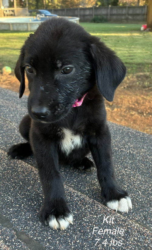 Doucette / Kit, a dog for adoption from Mile High Labrador Retriever Mission