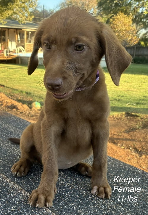 Doughty / Keeper, a dog for adoption from Mile High Labrador Retriever Mission