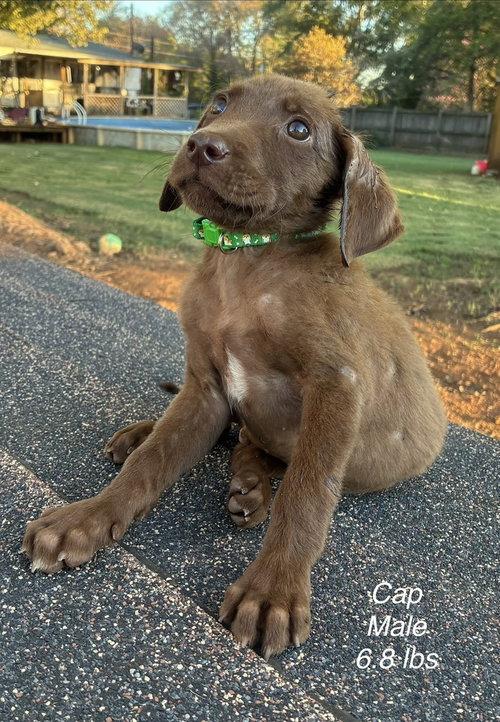 Dow / Cap, a dog for adoption from Mile High Labrador Retriever Mission