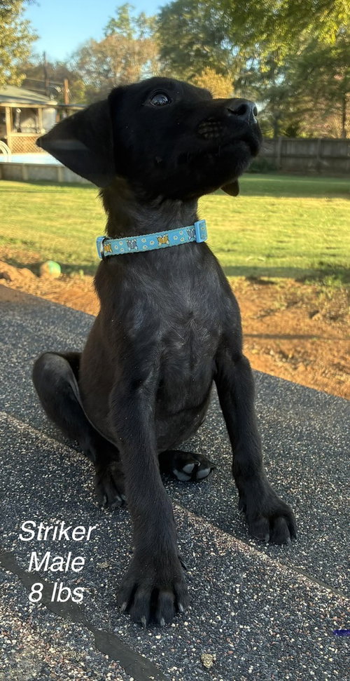 Downie / Striker, a dog for adoption from Mile High Labrador Retriever Mission