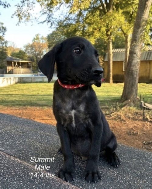 Dowling / Summit, a dog for adoption from Mile High Labrador Retriever Mission