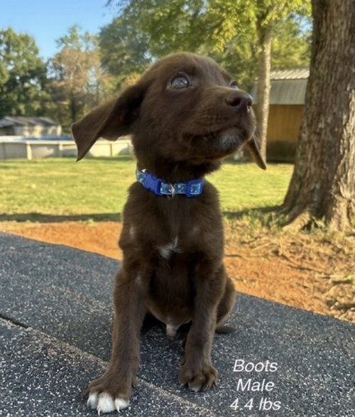 Dowd / Boots, a dog for adoption from Mile High Labrador Retriever Mission