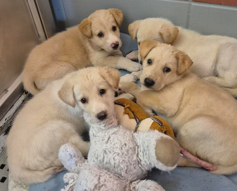 Drinkwater / Gardevoir