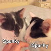 Sparky