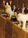 Sparky