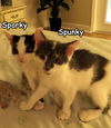 Sparky