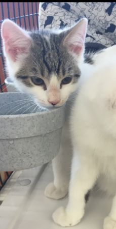 Murphy