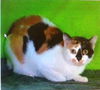 Holly