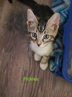 Pickle aka izzie or ozzie