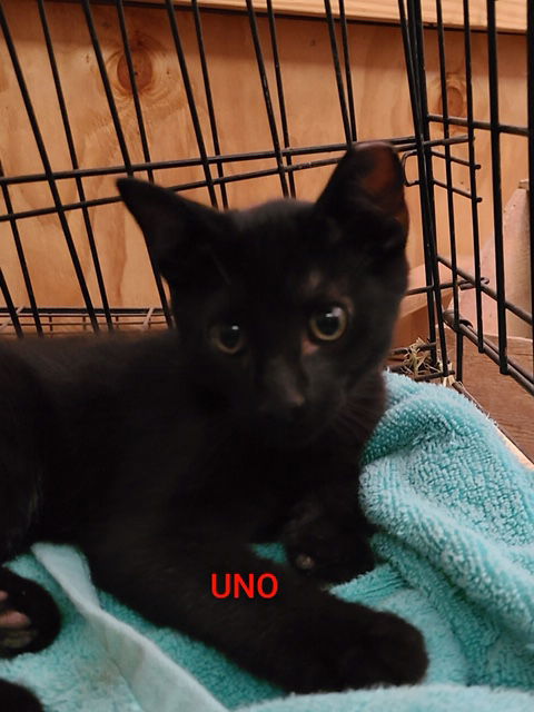 Uno Boy / Jinx