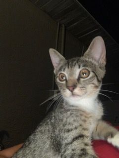 Diana