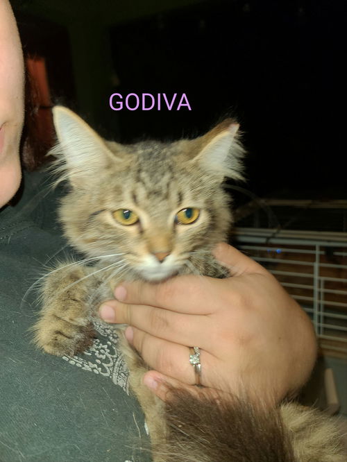 Godiva