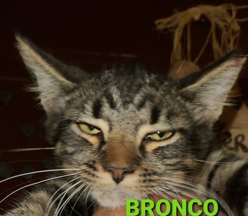 Bronco