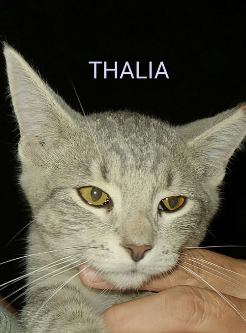 Thalia