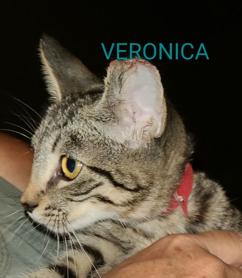 Veronica