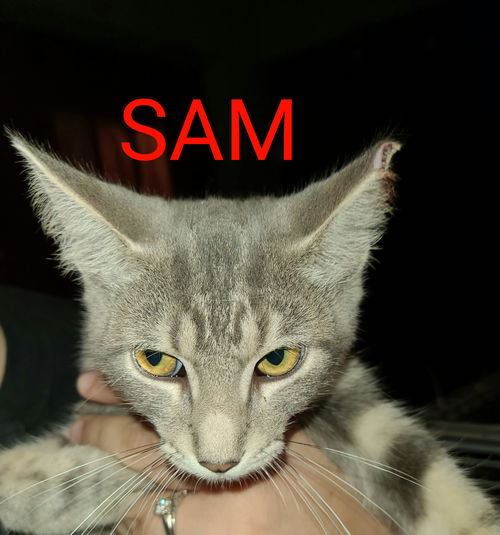 Sam