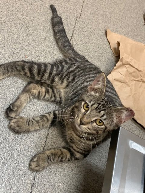 Jughead/Simba