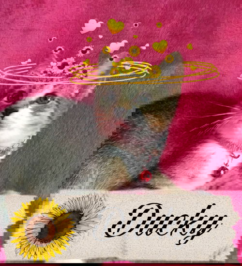 Ducky