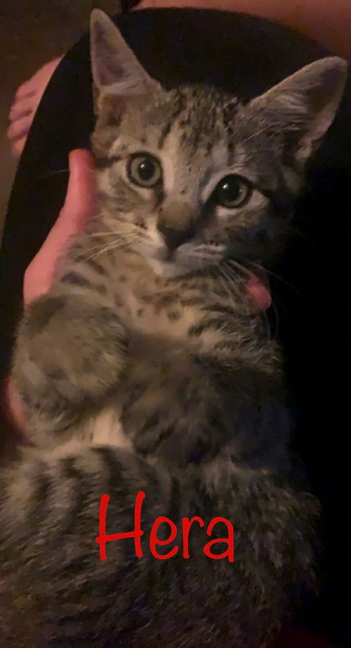 Hera