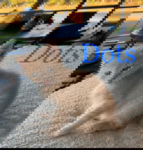 Marmalade Dots