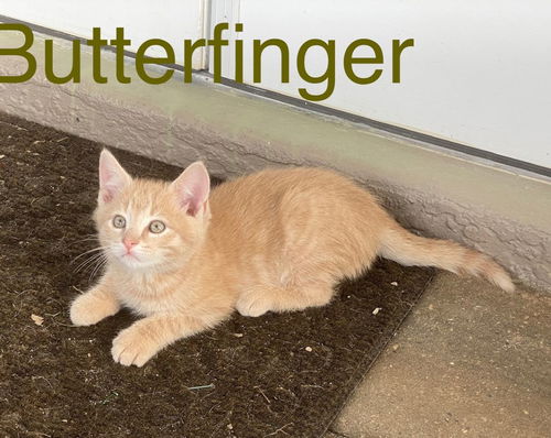 Butterfinger (now Buff)