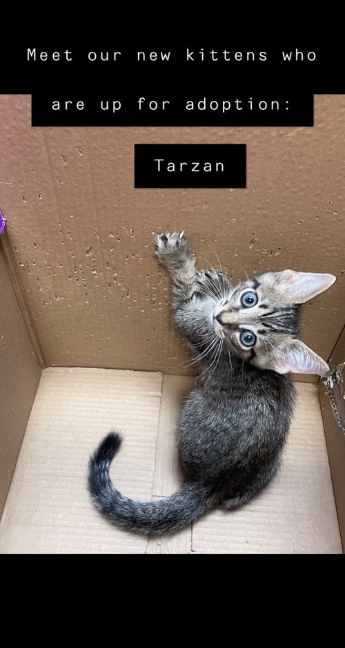 Tarzan (now Simba)