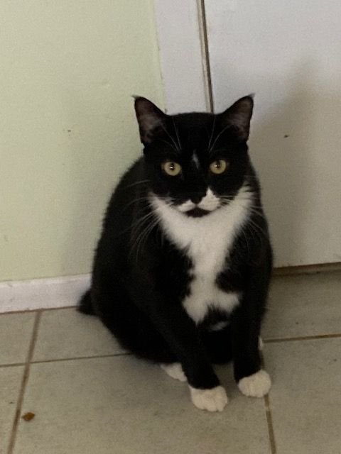 adoptable Cat in Venice, FL named Cassidy