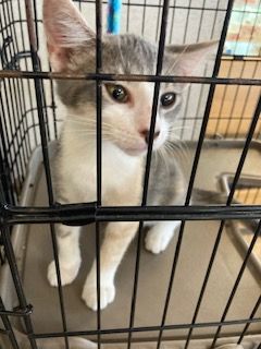 adoptable Cat in Venice, FL named Debby