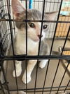 adoptable Cat in  named Debby