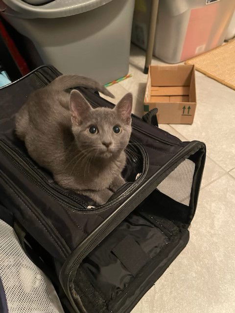 adoptable Cat in Venice, FL named Jackie